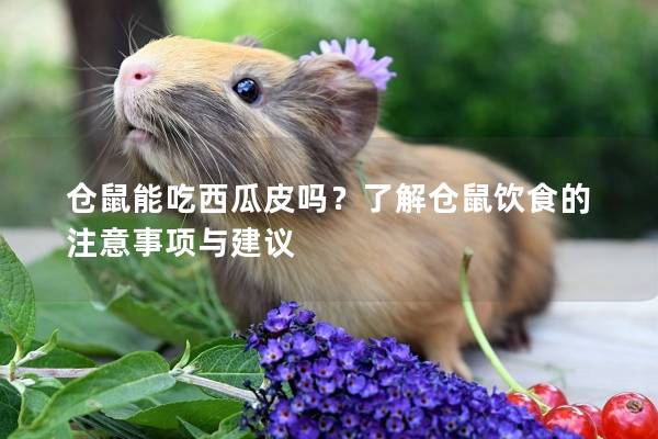仓鼠能吃西瓜皮吗？了解仓鼠饮食的注意事项与建议