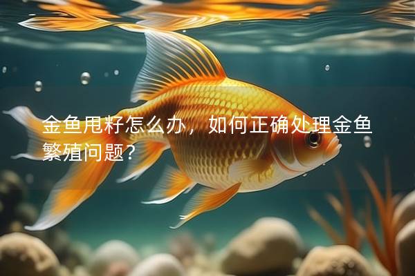 金鱼甩籽怎么办，如何正确处理金鱼繁殖问题？