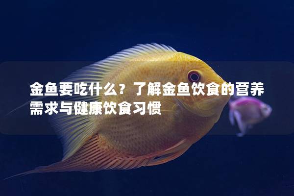 金鱼要吃什么？了解金鱼饮食的营养需求与健康饮食习惯
