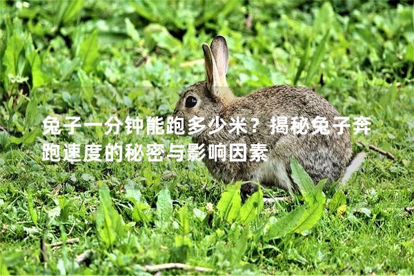 兔子一分钟能跑多少米？揭秘兔子奔跑速度的秘密与影响因素