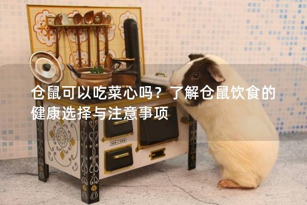 仓鼠可以吃菜心吗？了解仓鼠饮食的健康选择与注意事项