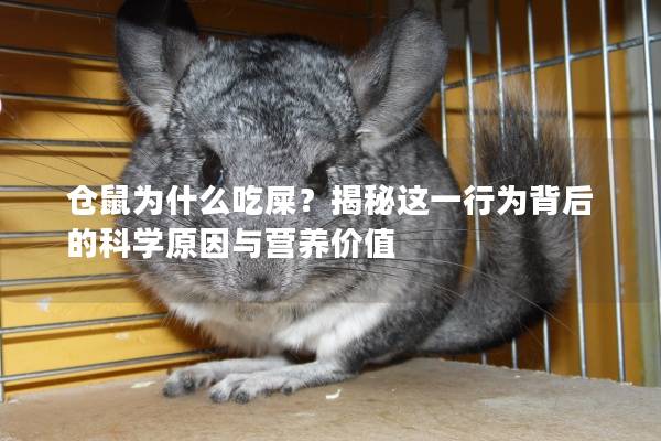 仓鼠为什么吃屎？揭秘这一行为背后的科学原因与营养价值