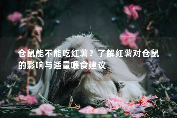 仓鼠能不能吃红薯？了解红薯对仓鼠的影响与适量喂食建议