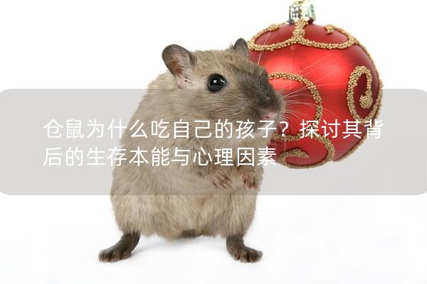仓鼠为什么吃自己的孩子？探讨其背后的生存本能与心理因素