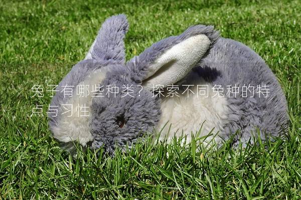 兔子有哪些种类？探索不同兔种的特点与习性