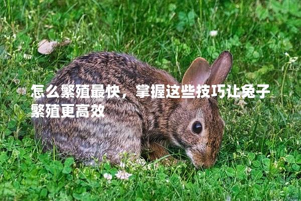 怎么繁殖最快，掌握这些技巧让兔子繁殖更高效