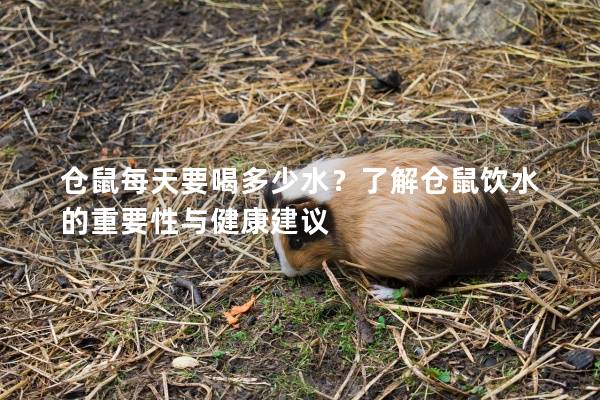 仓鼠每天要喝多少水？了解仓鼠饮水的重要性与健康建议
