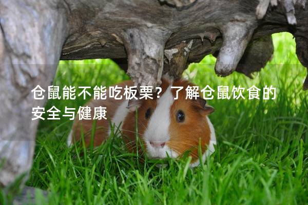 仓鼠能不能吃板栗？了解仓鼠饮食的安全与健康