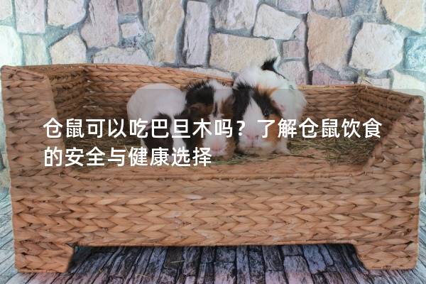 仓鼠可以吃巴旦木吗？了解仓鼠饮食的安全与健康选择
