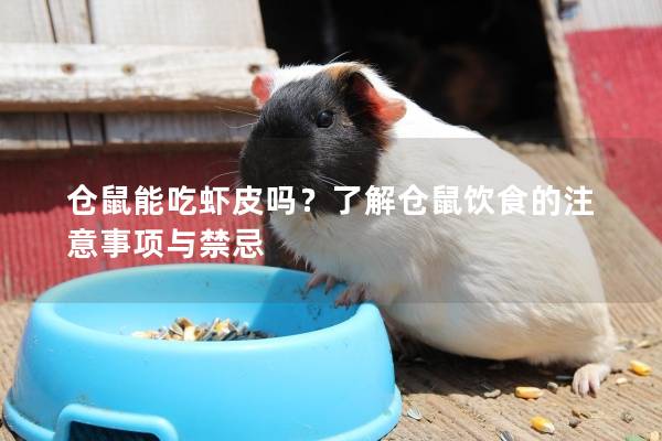 仓鼠能吃虾皮吗？了解仓鼠饮食的注意事项与禁忌