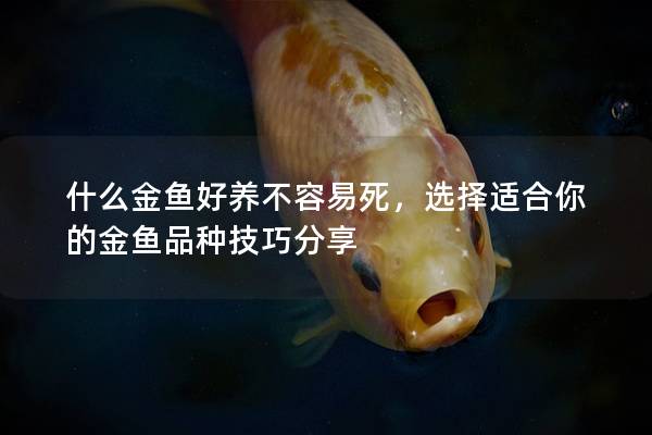 什么金鱼好养不容易死，选择适合你的金鱼品种技巧分享