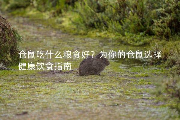 仓鼠吃什么粮食好？为你的仓鼠选择健康饮食指南