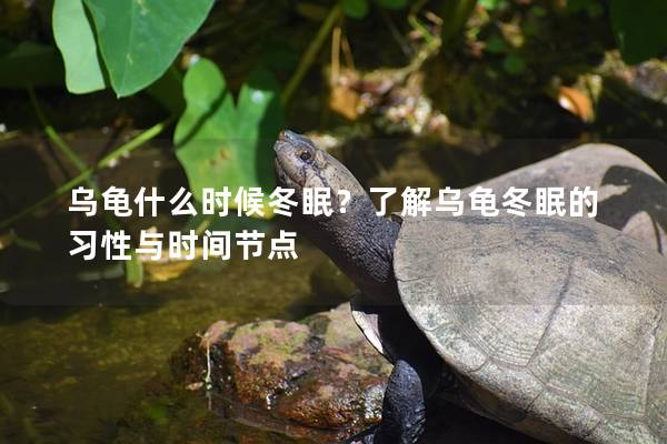 乌龟什么时候冬眠？了解乌龟冬眠的习性与时间节点
