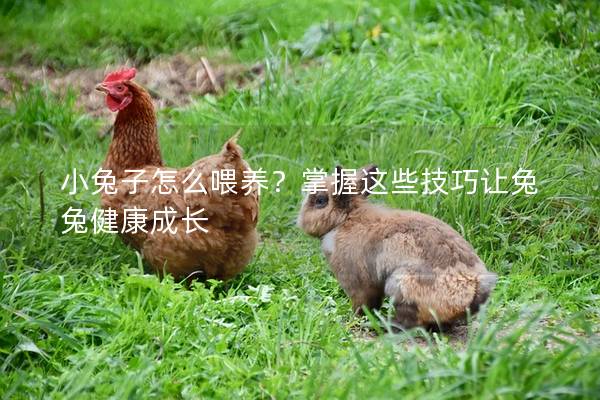 小兔子怎么喂养？掌握这些技巧让兔兔健康成长