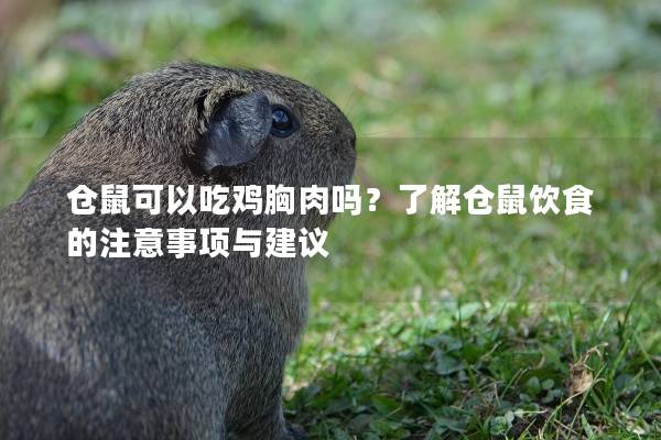 仓鼠可以吃鸡胸肉吗？了解仓鼠饮食的注意事项与建议