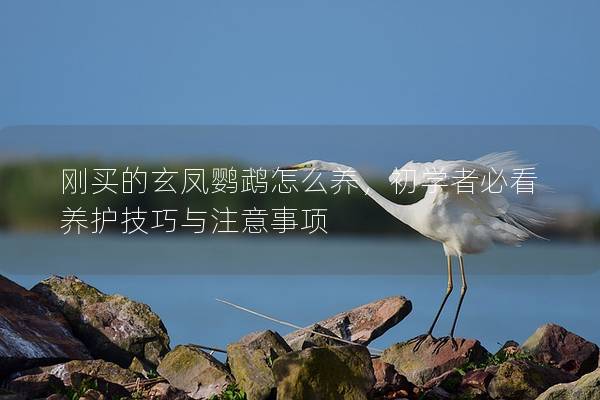 刚买的玄凤鹦鹉怎么养，初学者必看养护技巧与注意事项