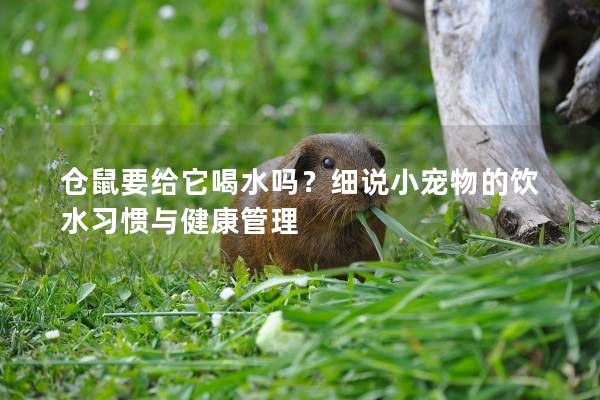 仓鼠要给它喝水吗？细说小宠物的饮水习惯与健康管理