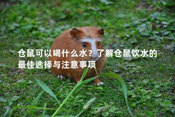 仓鼠可以喝什么水？了解仓鼠饮水的最佳选择与注意事项