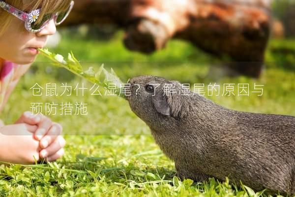 仓鼠为什么湿尾？了解湿尾的原因与预防措施