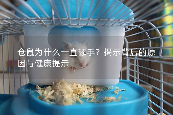 仓鼠为什么一直舔手？揭示背后的原因与健康提示