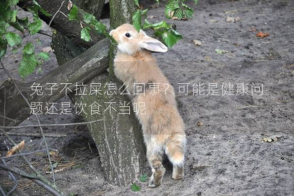 兔子不拉屎怎么回事？可能是健康问题还是饮食不当呢