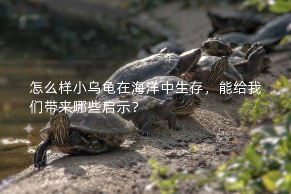怎么样小乌龟在海洋中生存，能给我们带来哪些启示？
