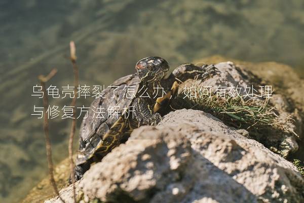 乌龟壳摔裂了怎么办，如何有效处理与修复方法解析