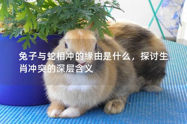 兔子与蛇相冲的缘由是什么，探讨生肖冲突的深层含义