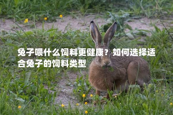 兔子喂什么饲料更健康？如何选择适合兔子的饲料类型