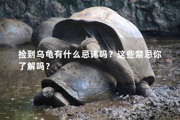 捡到乌龟有什么忌讳吗？这些禁忌你了解吗？