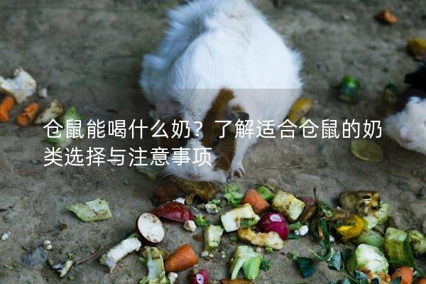 仓鼠能喝什么奶？了解适合仓鼠的奶类选择与注意事项