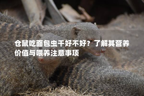 仓鼠吃面包虫干好不好？了解其营养价值与喂养注意事项