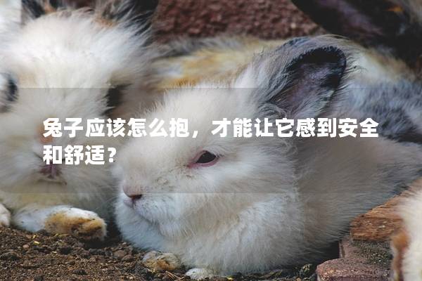 兔子应该怎么抱，才能让它感到安全和舒适？
