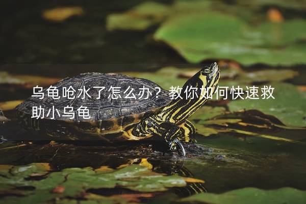 乌龟呛水了怎么办？教你如何快速救助小乌龟