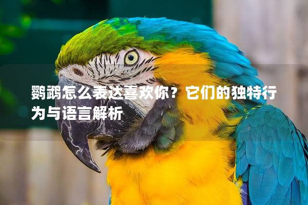 鹦鹉怎么表达喜欢你？它们的独特行为与语言解析