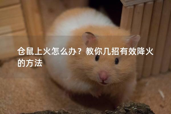 仓鼠上火怎么办？教你几招有效降火的方法
