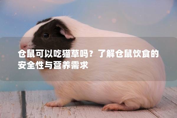 仓鼠可以吃猫草吗？了解仓鼠饮食的安全性与营养需求