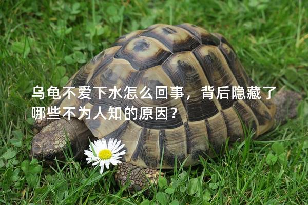 乌龟不爱下水怎么回事，背后隐藏了哪些不为人知的原因？