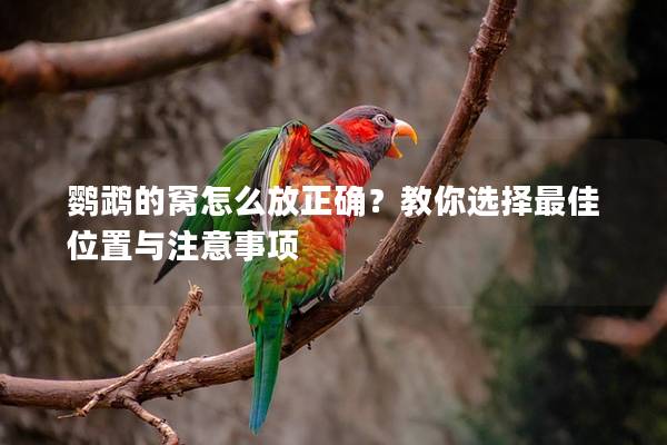 鹦鹉的窝怎么放正确？教你选择最佳位置与注意事项