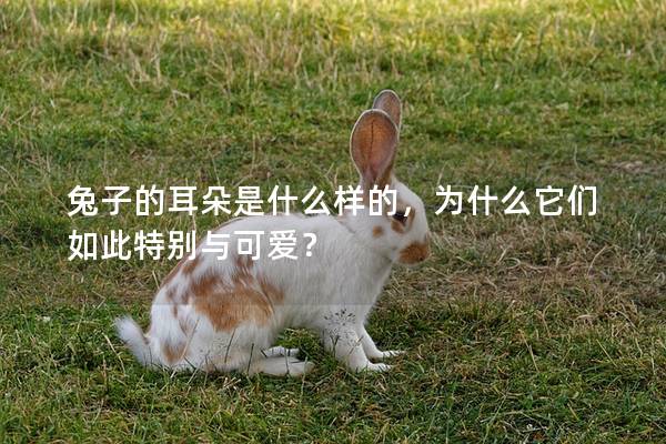 兔子的耳朵是什么样的，为什么它们如此特别与可爱？