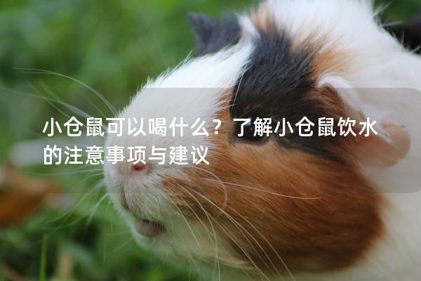 小仓鼠可以喝什么？了解小仓鼠饮水的注意事项与建议