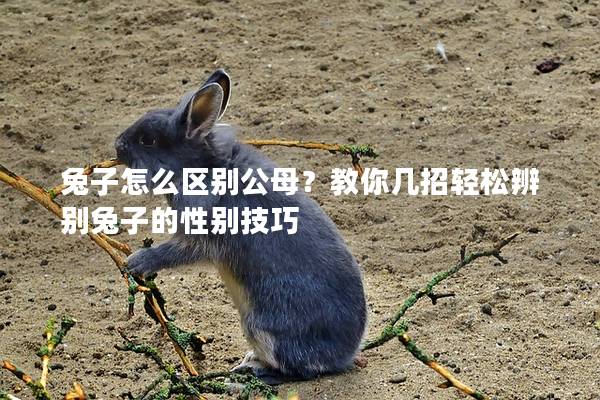 兔子怎么区别公母？教你几招轻松辨别兔子的性别技巧