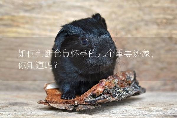 如何判断仓鼠怀孕的几个重要迹象，你知道吗？