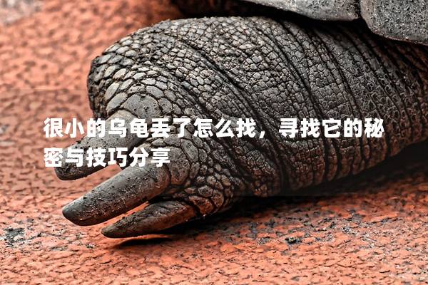 很小的乌龟丢了怎么找，寻找它的秘密与技巧分享