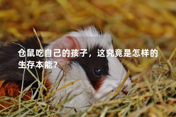 仓鼠吃自己的孩子，这究竟是怎样的生存本能？