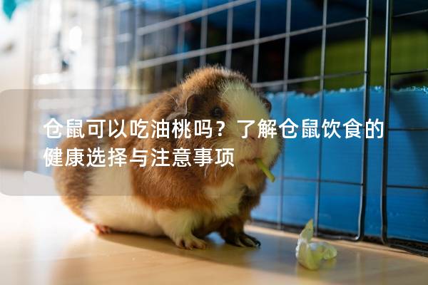 仓鼠可以吃油桃吗？了解仓鼠饮食的健康选择与注意事项