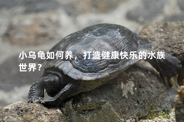 小乌龟如何养，打造健康快乐的水族世界？