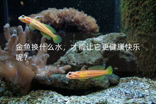 金鱼换什么水，才能让它更健康快乐呢？