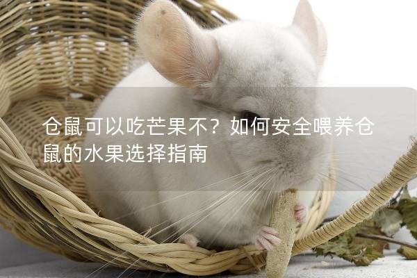 仓鼠可以吃芒果不？如何安全喂养仓鼠的水果选择指南