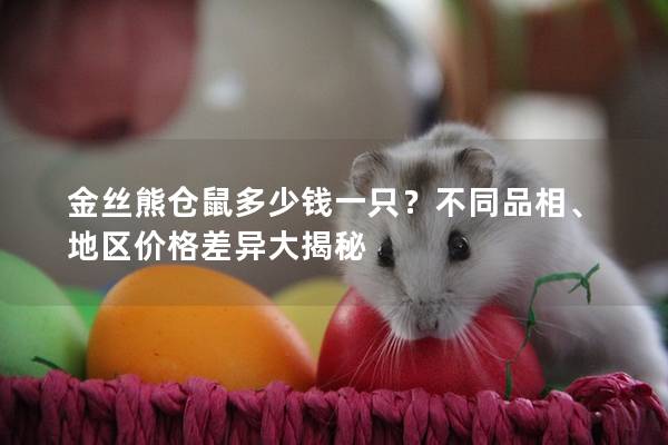 金丝熊仓鼠多少钱一只？不同品相、地区价格差异大揭秘
